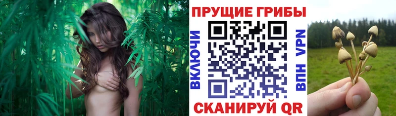 Галлюциногенные грибы Psilocybine cubensis  Чегем 